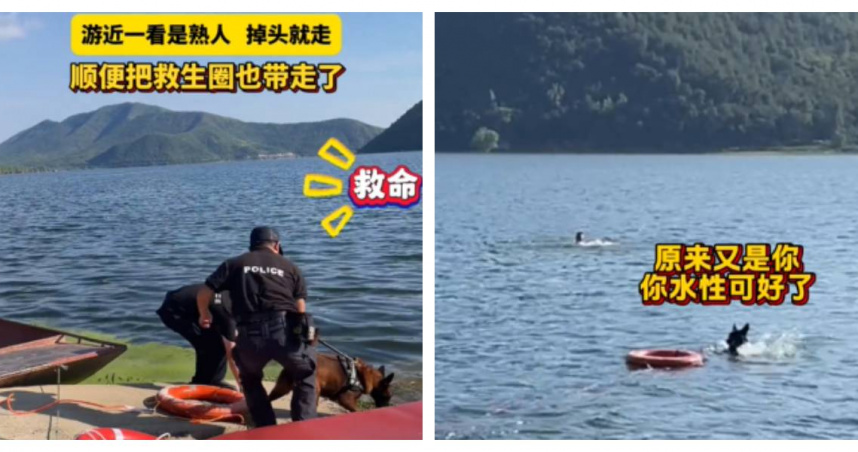 警犬「發現是熟人」秒掉頭！牠演練罷工　怒扛走救生圈：自己游回來