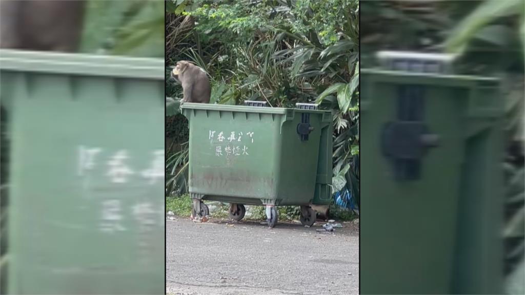 <em>獼猴</em>翻垃圾子母車覓食　恆春鎮公所將「加蓋」防猴