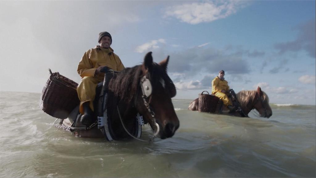 <em>比利時</em>「騎馬捕蝦」　靠馬蹄和鐵鍊震動海床捕撈