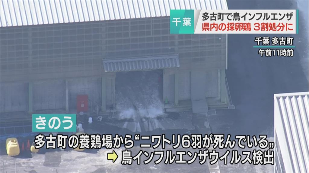 撲殺逾百萬雞！本季累計7起禽流感案例 千葉縣面臨禽流感緊急事態