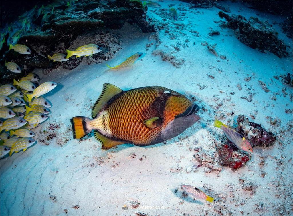 史上首次實錄！緬甸8.2強震　海底魚群罕見集體「躺平」求生畫面曝光