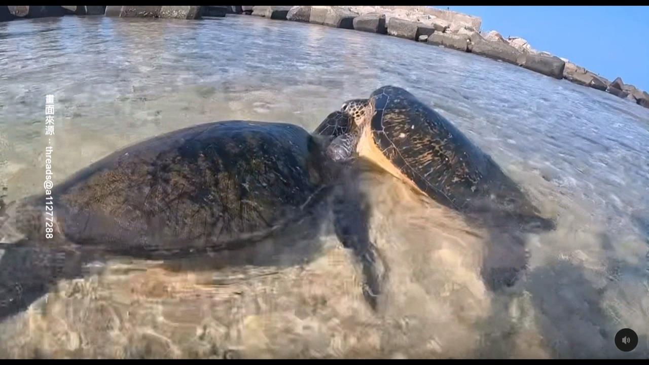 小琉球遇「海龜釘孤枝」不敢勸架 目擊民眾:怕被罰60萬