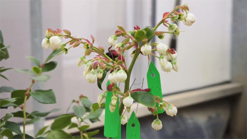 小蜜蜂立大功！　＂義大利蜂＂授粉　有助提高藍莓6成著果率