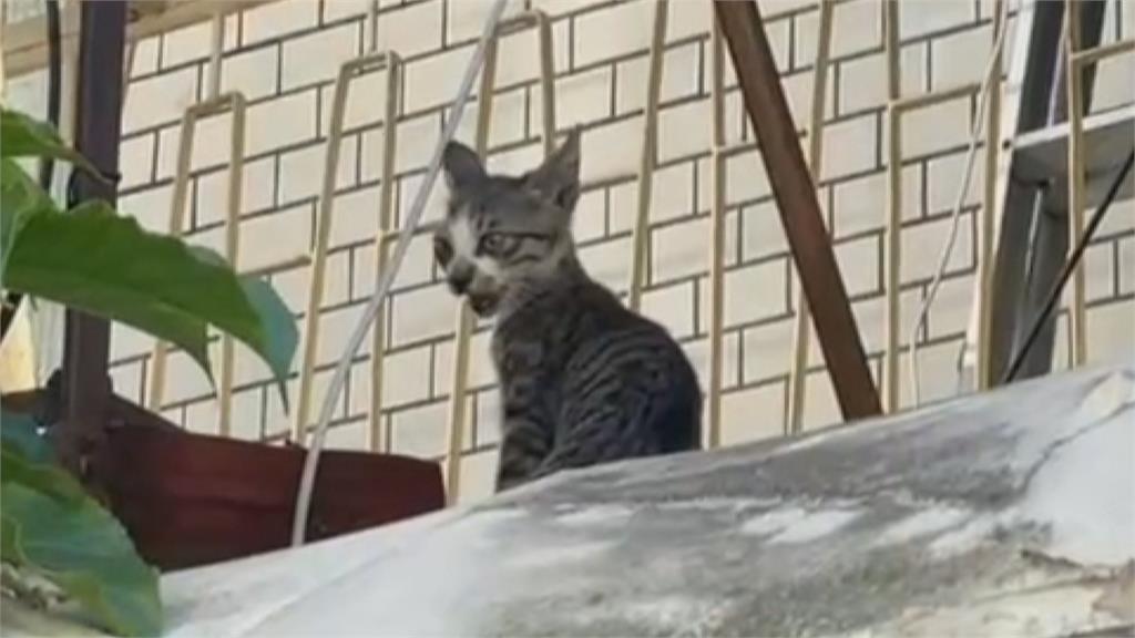 報案小偷卡陽台哀叫　警方趕到場只見隻小貓