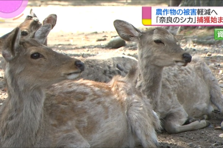 日本野生動物開放獵捕 竟傳詐領補助金