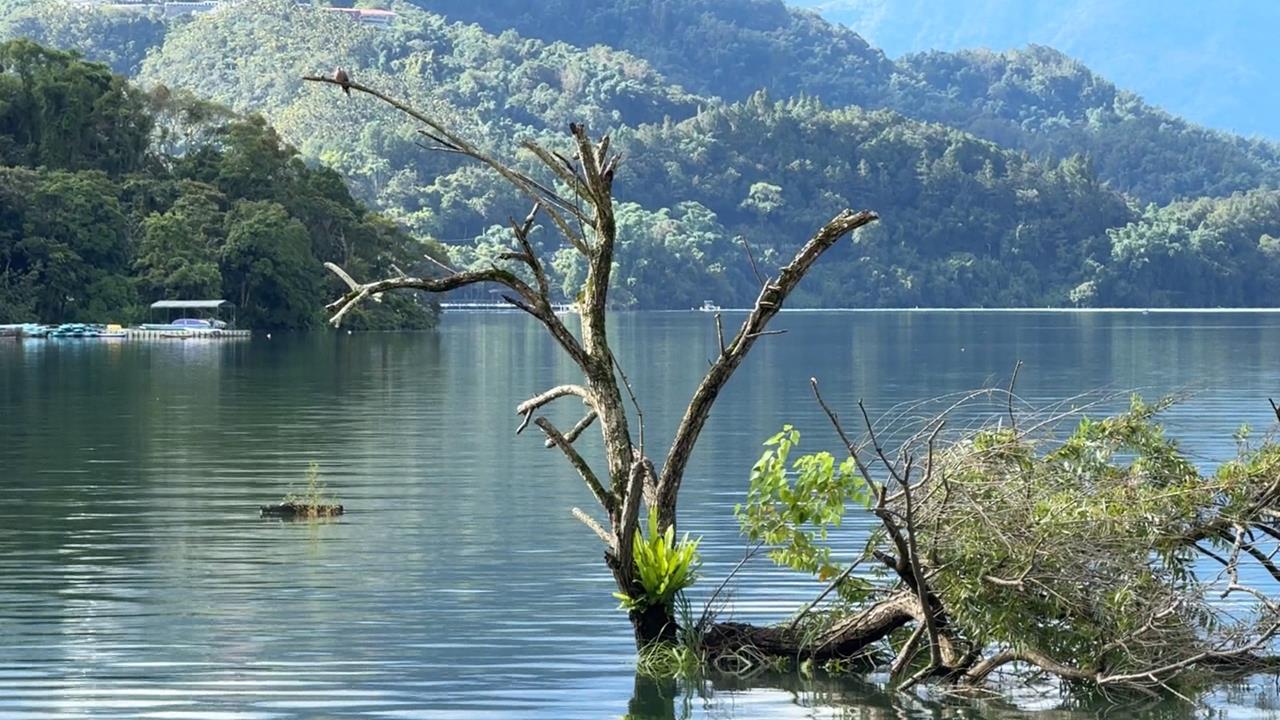 不敵巴威颱風侵襲！　日月潭「台版孤獨樹」遭吹斷