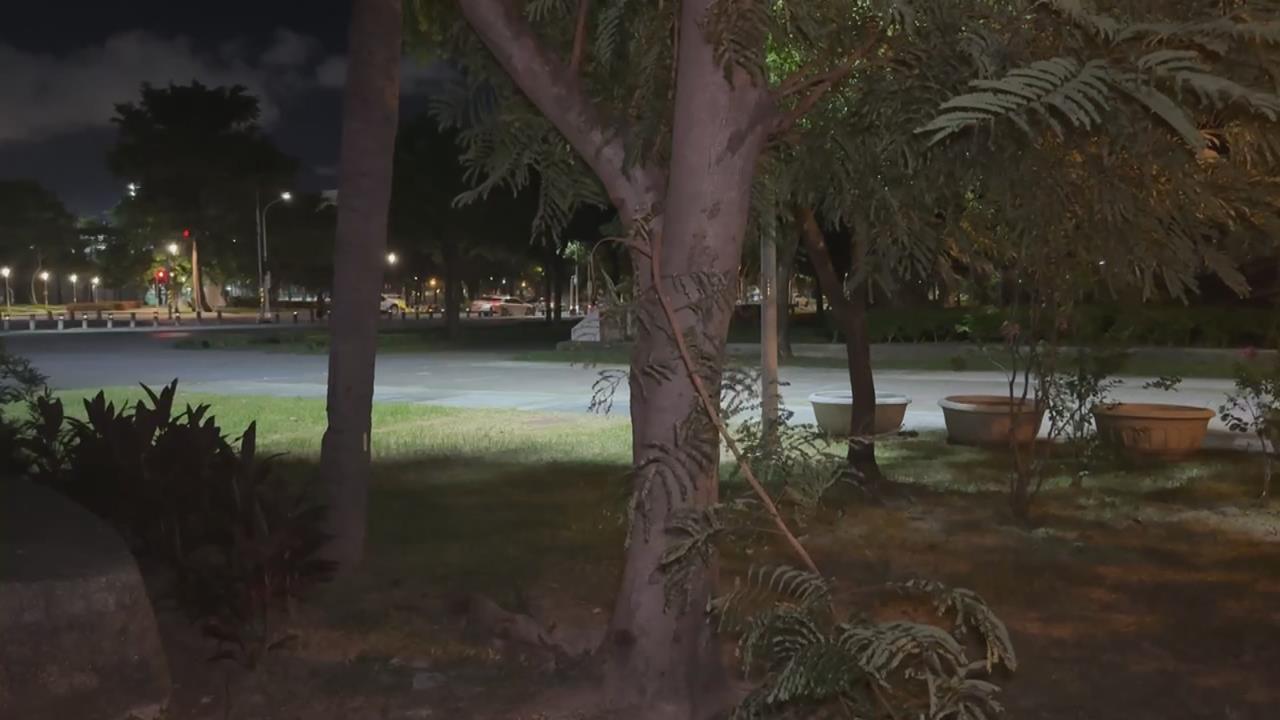 衛武營都會公園　傳民眾晚上搖樹採果
