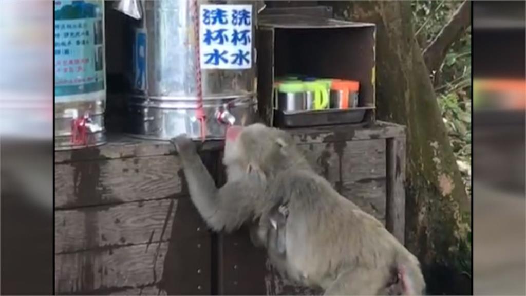 柴山獼猴好聰明！自己開茶桶張口接水喝
