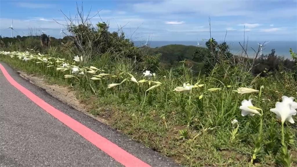苗栗「好望角」野百合大爆發　滿山頭迎風搖曳搭無敵海景