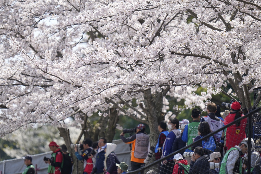 春暖花開！　日本東京、大阪湧賞花人潮