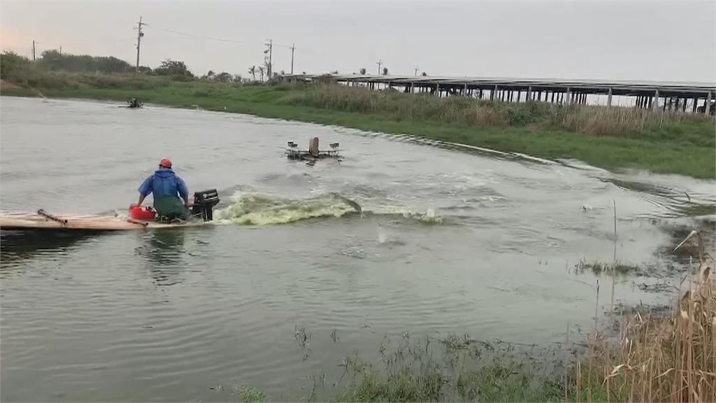 寒流來襲漁民防低溫寒害　養殖虱目魚業者搶收！加工廠忙翻天