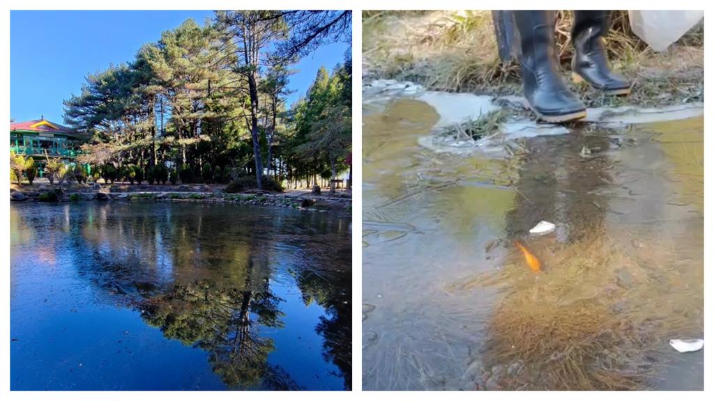 全台急凍「氣溫跌破6度」！福壽山藍茵湖驚見「冰封錦鯉」奇景