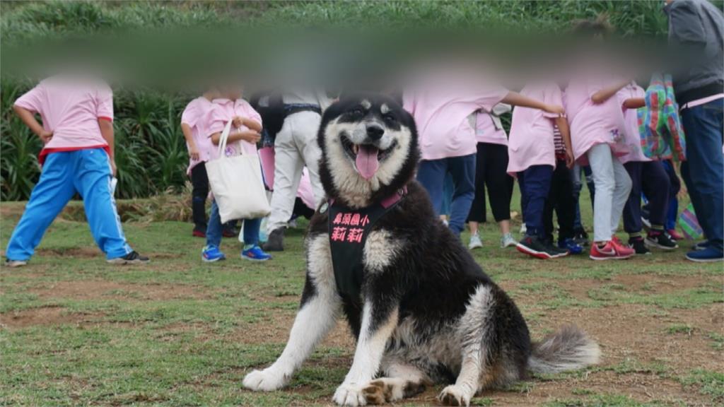 校犬「莉莉」遭撞死 鼻頭國小師生辦葬禮悼念