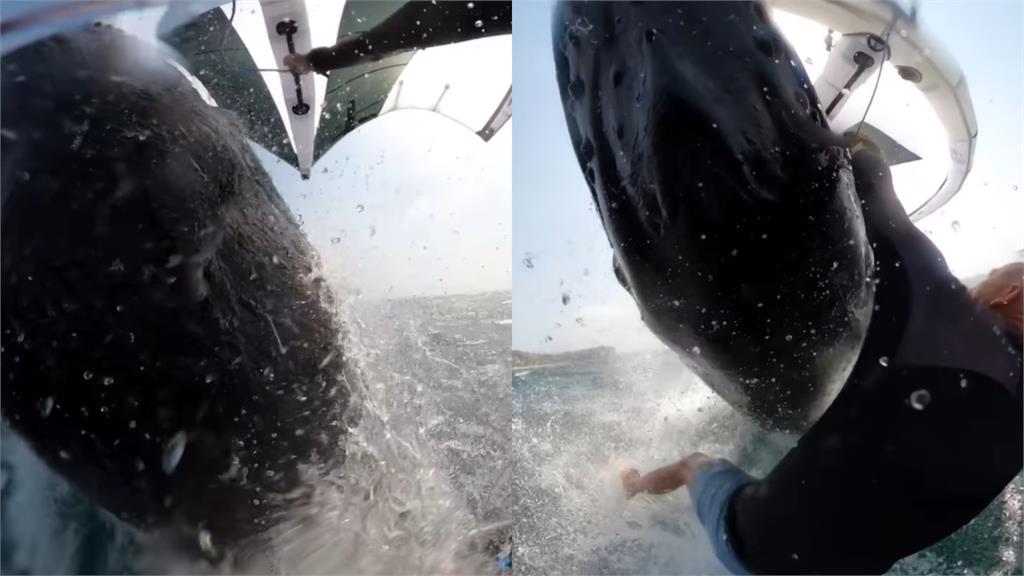 驚險一瞬間！澳洲男<em>衝浪</em>「遭鯨魚衝撞落海」33秒危險片全曝光