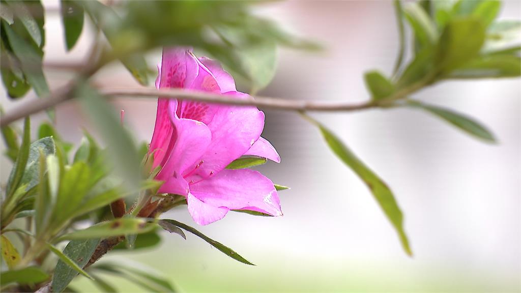 暖冬效應？台大杜鵑花開了　花季恐提早半個月