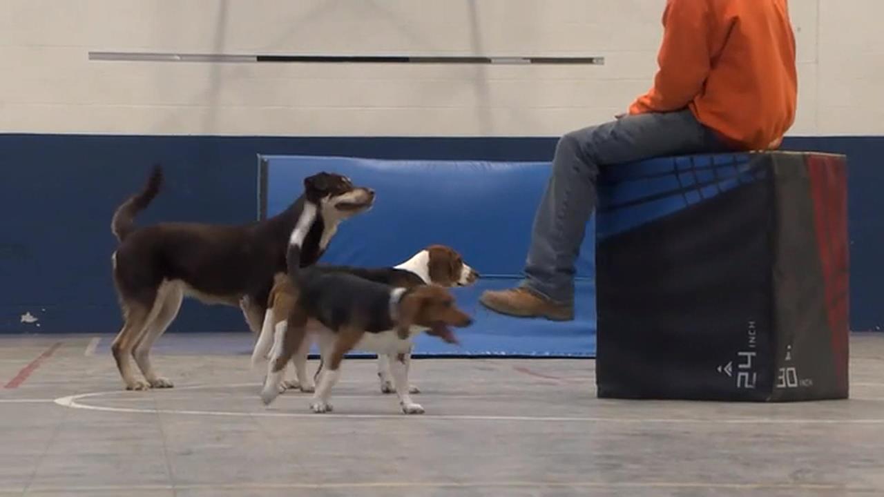 美國愛荷華推獄中訓犬計畫　受刑人找回人生意義