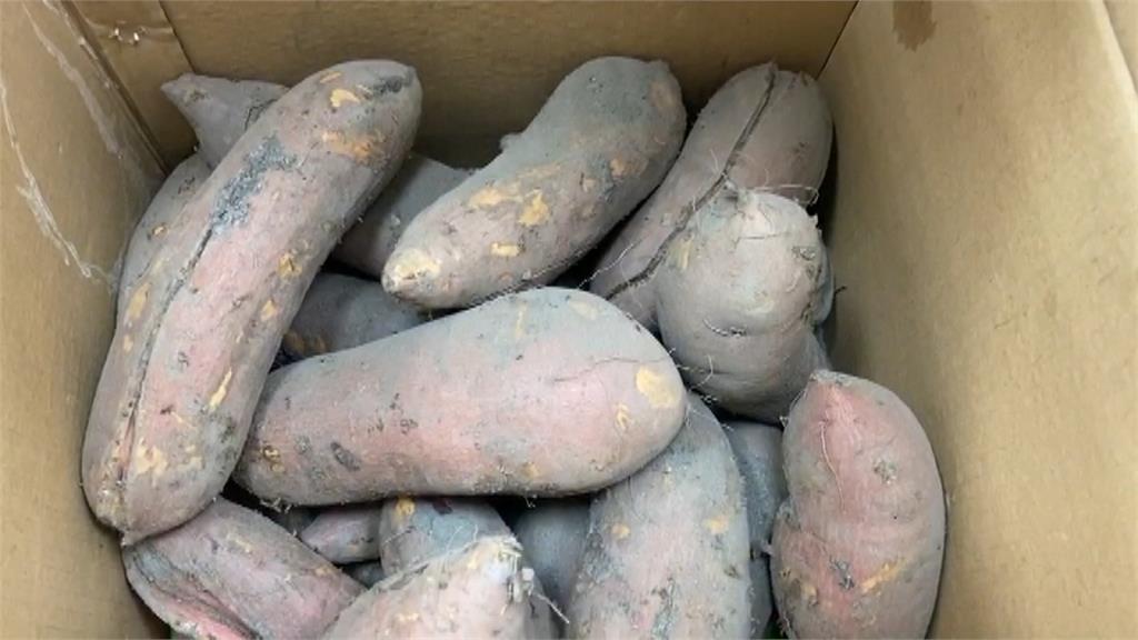 台農６６番薯爆量 種植品質差價格崩１公斤僅賣５元