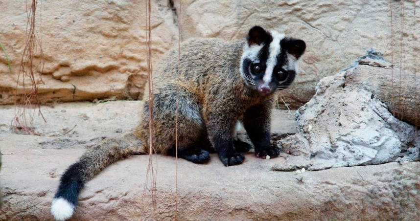 街頭驚見公然「肢解斷頭」白鼻心　新北動保處：最重可關2年