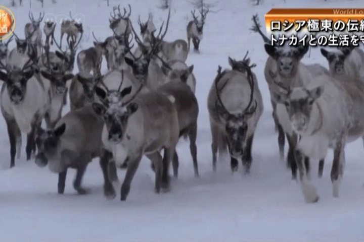 馴鹿數量減 俄薩哈共和國設法與鹿共存