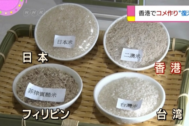 不想依賴中國供給糧食 港青種出自己的米
