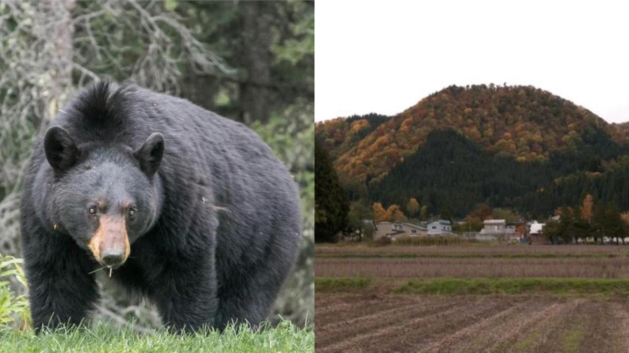 秋田79歲婦深山採蘑菇失蹤1日　疑「遭黑熊啃咬」頭部撕裂亡！