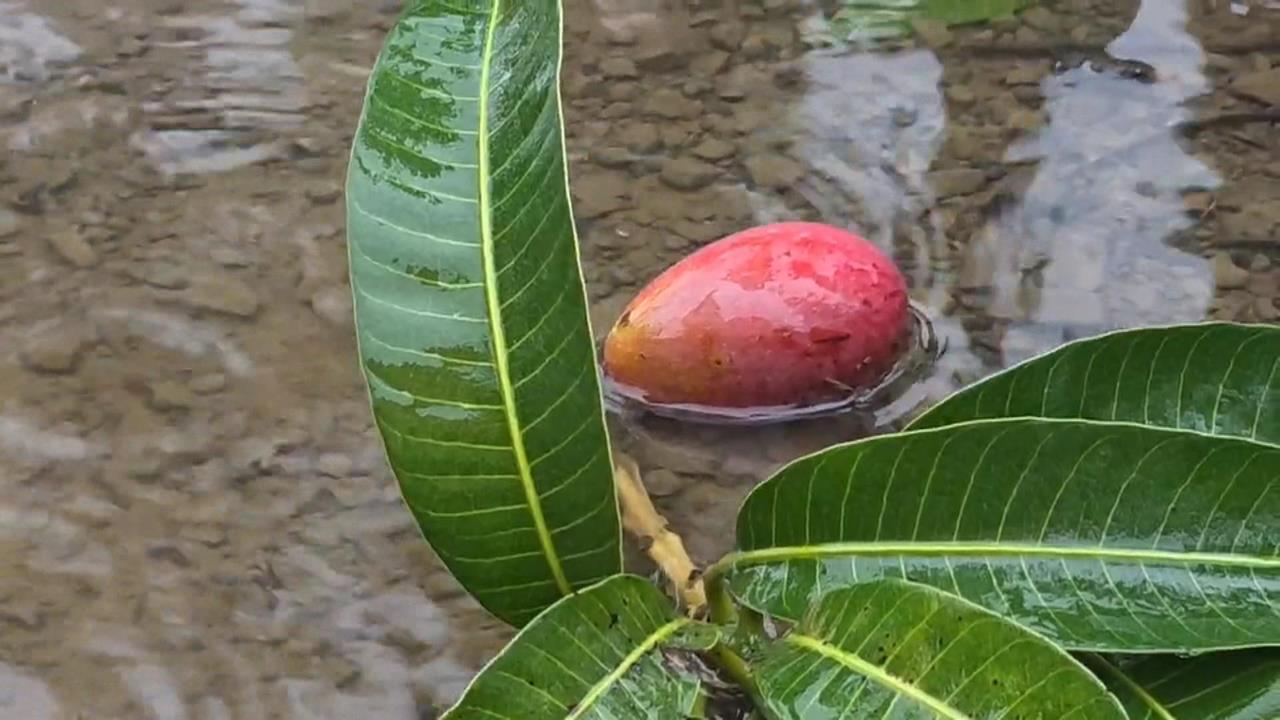 暴雨狂炸！屏東枋山芒果園「淹及小腿肚」　上千顆芒果掉落泡水
