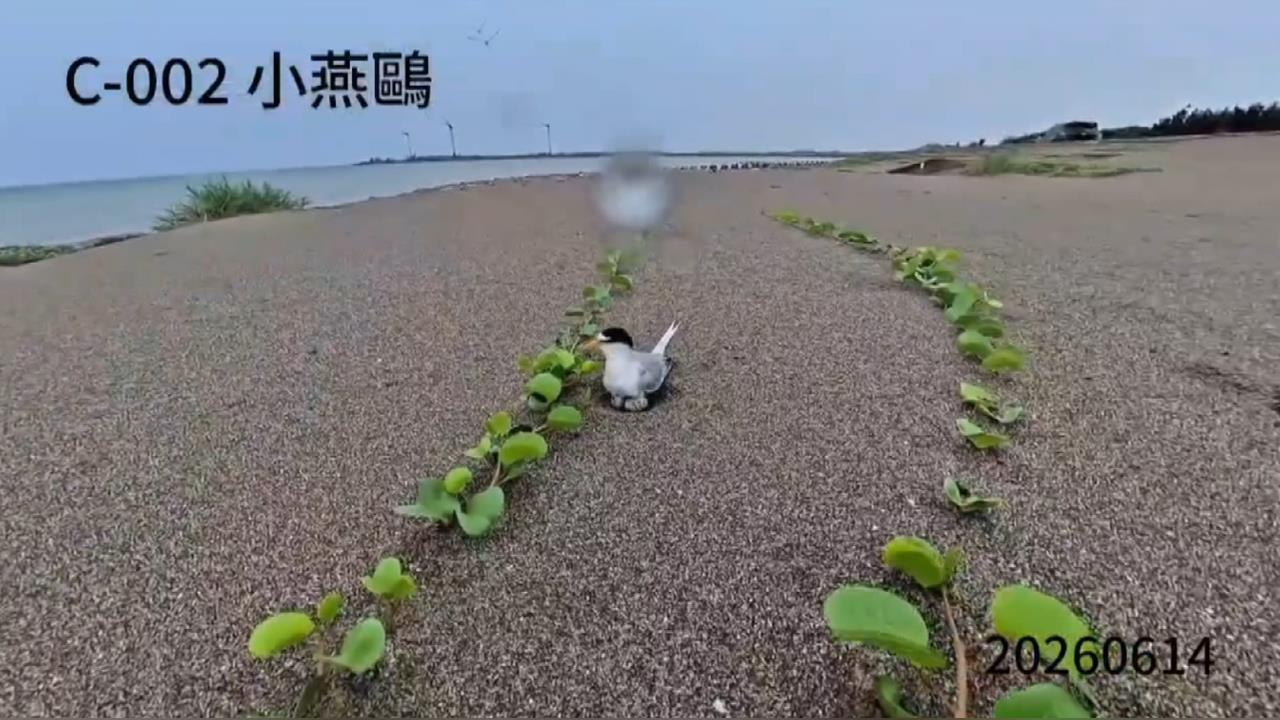 小燕鷗繁殖危機！　 通霄沙灘野狗襲擾　人為干擾產蛋