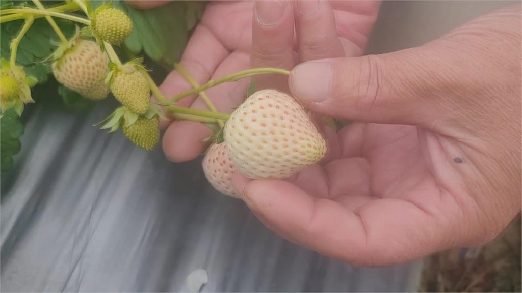 苗栗大湖試種成功　日本雪兔白莓論「顆」賣