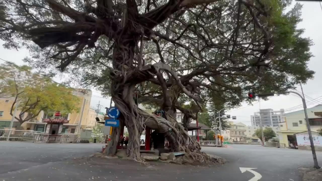 百年老樹「撞臉神獸」宛如鹿　民眾直呼：有靈氣