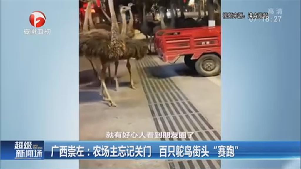 奇景！飼養場大門沒鎖好　百隻鴕鳥街頭狂奔