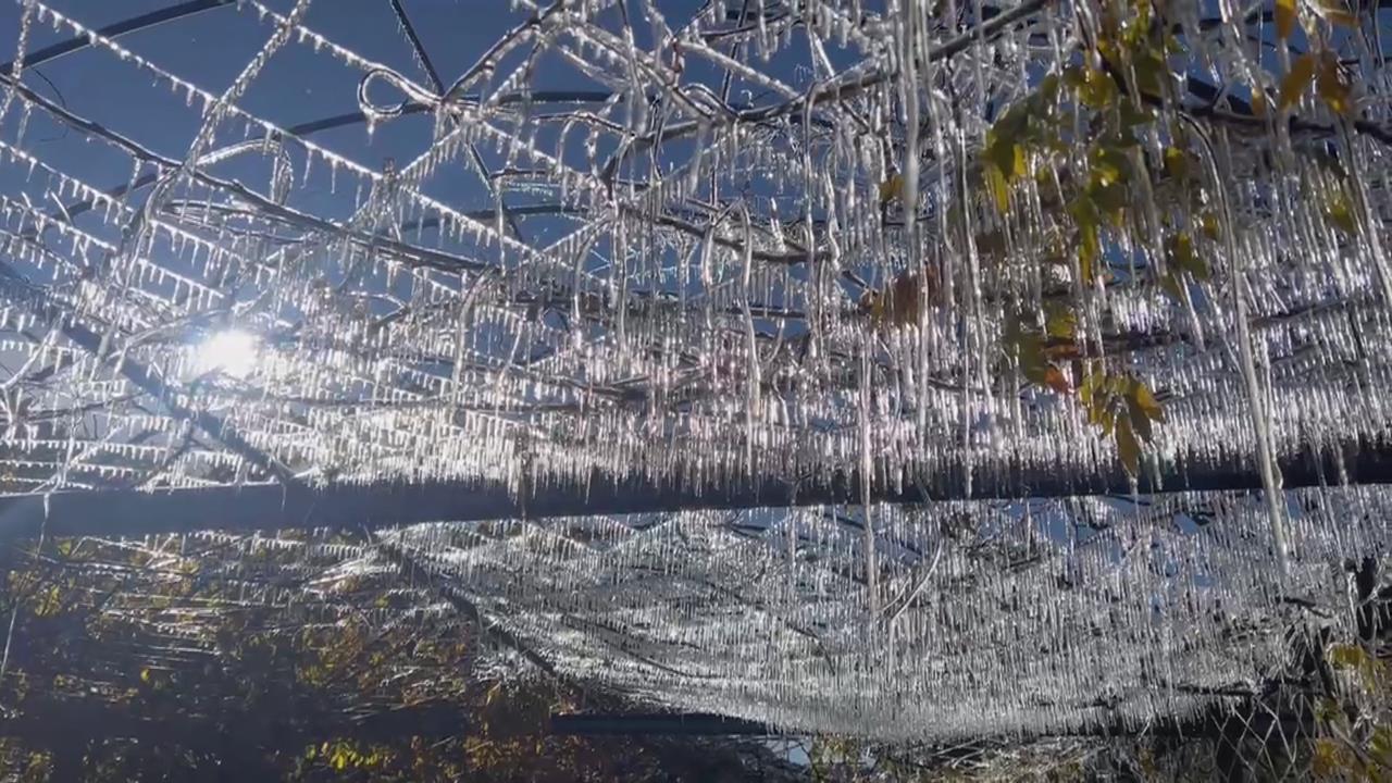 武陵農場藤花園冰晶宮再現　鹿谷大崙山夢幻雲海超壯觀