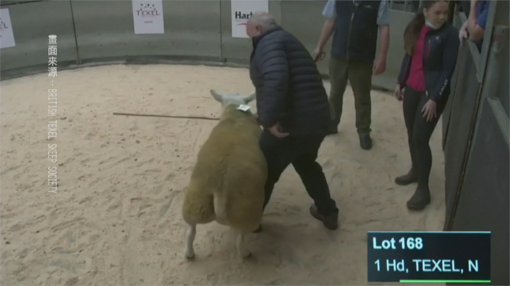 史上最貴！英國拍賣會「泰瑟爾綿羊」 一隻要價1440萬台幣破世界紀錄