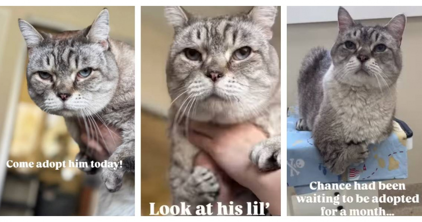 長得像小暴龍！10歲虎斑貓一度被冷落　靠萌臉逆轉命運