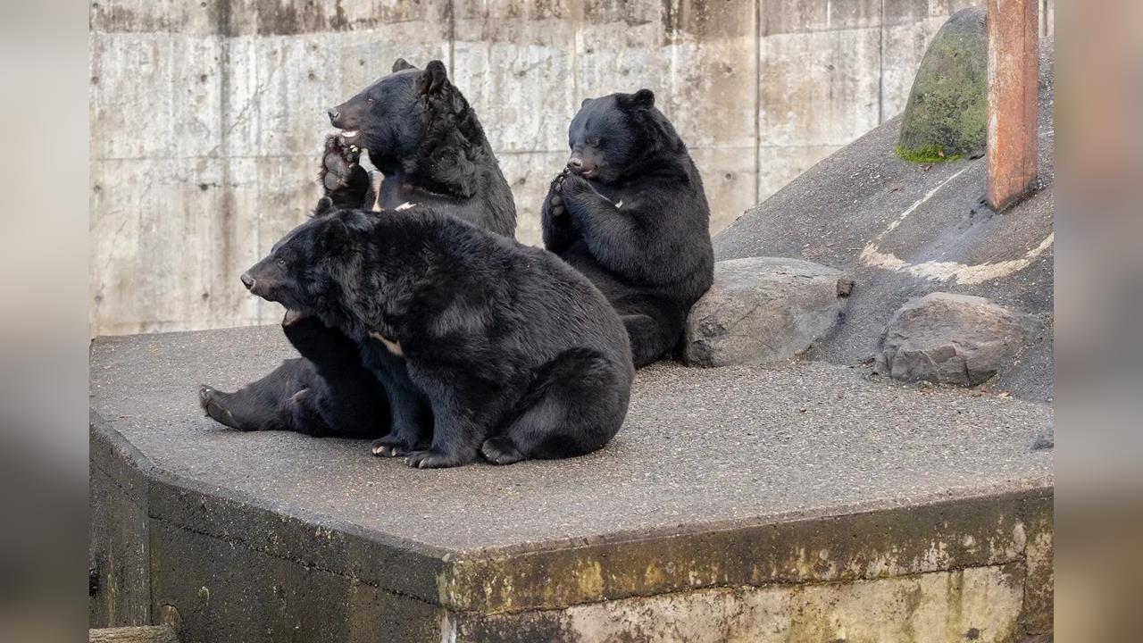 熊害嚴重！日本野熊「肉食化」　人類恐被列食物清單