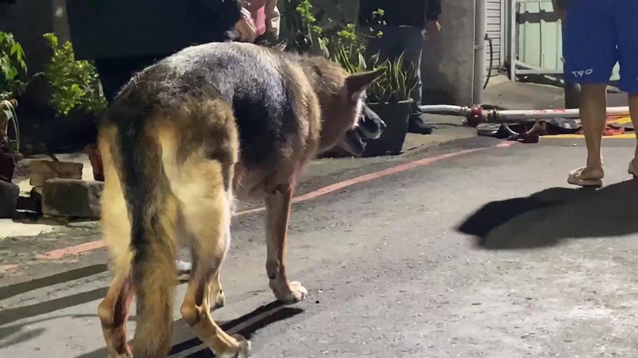 疑延長線走火高雄民宅火警 狼犬不斷踢門叫醒主人救命