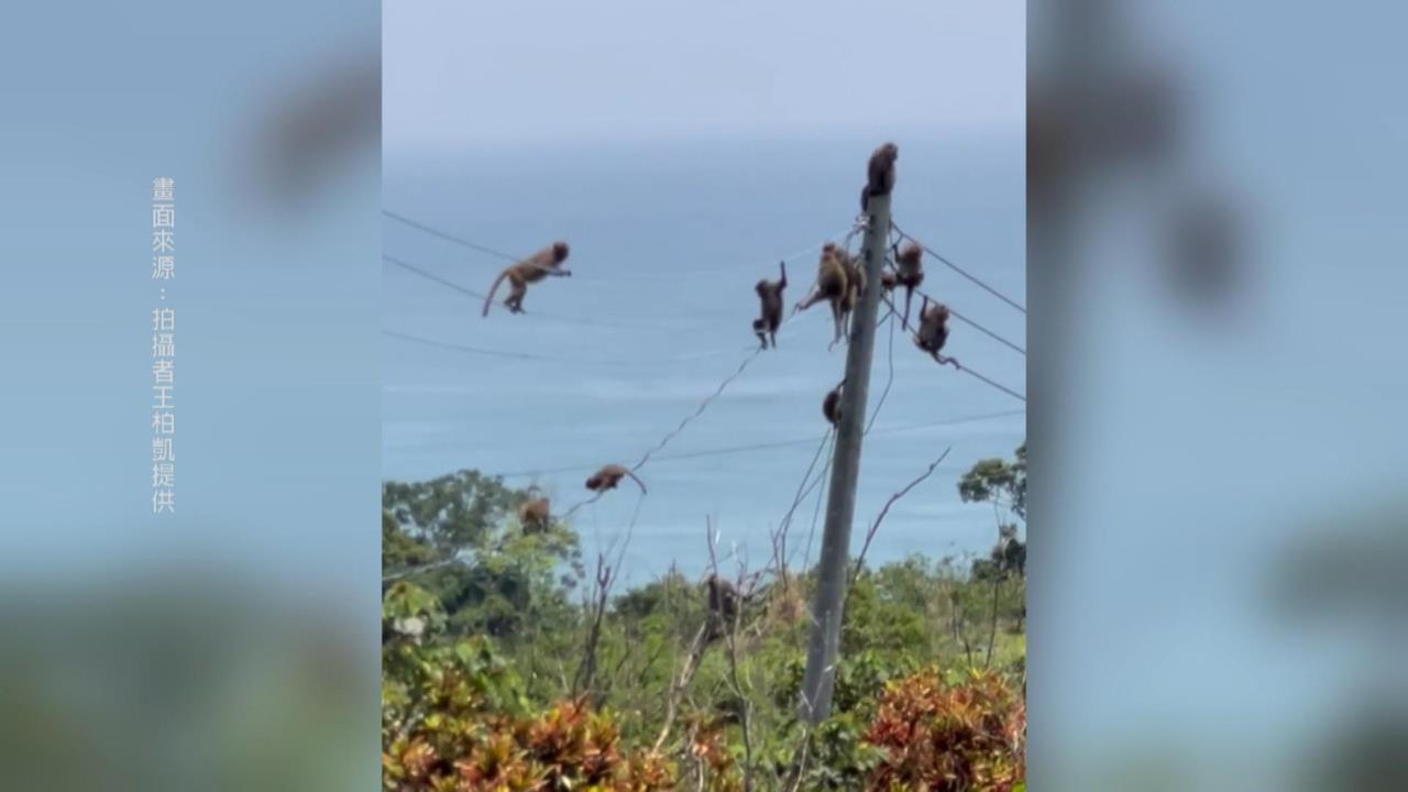 台東猴群占滿電線桿！　上演高空走鋼索　監視器也遭殃