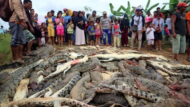 覺得鱷魚恐怖？印尼暴民為報復屠殺近300隻鱷魚