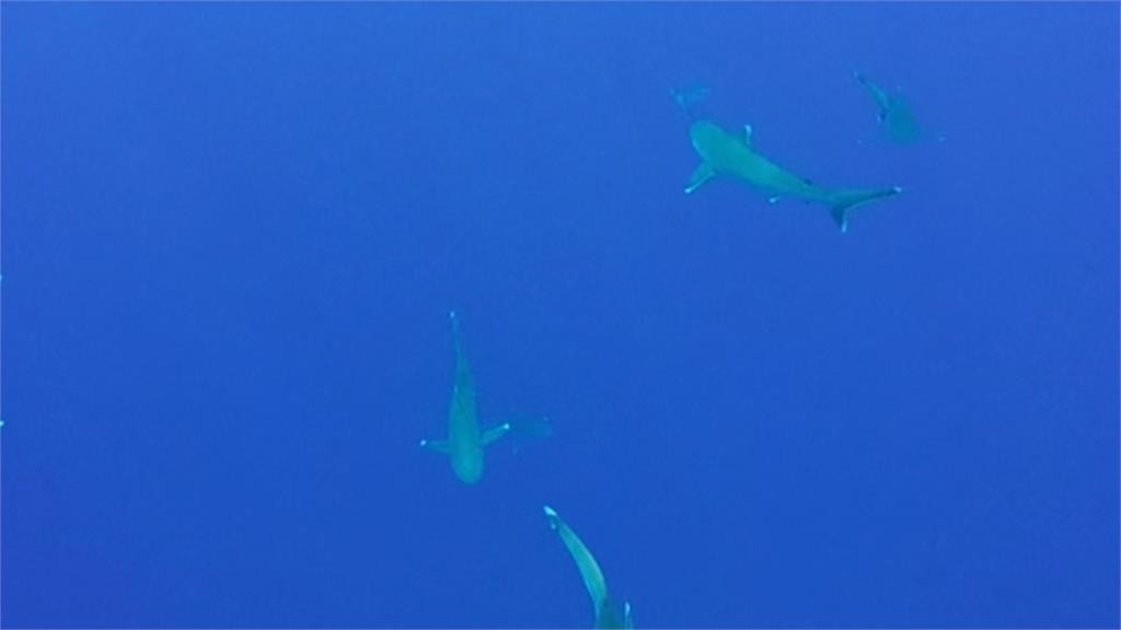 逾11種類瀕臨絕種！人類活動影響鯊魚分布