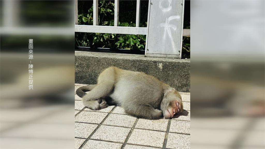 颱風後樹倒太多家園沒了？　元亨寺旁獼猴躺地呼呼大睡