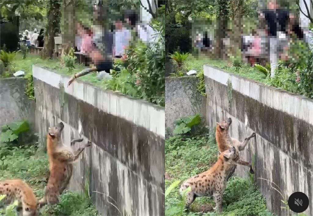 快新聞／扯！包手男跨欄挑釁鬣狗玩命　北市動物園怒了：依法究辦