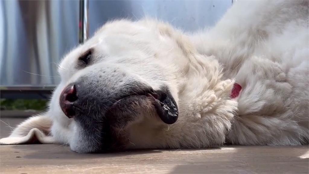 美國鸕鶿小村村長不是人？　大白熊犬以壓到性得票率當選