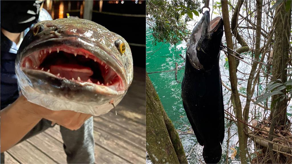 天冷「湖中惡霸」大爆發！4條巨胖魚虎成功落網…「最大尾14台斤」