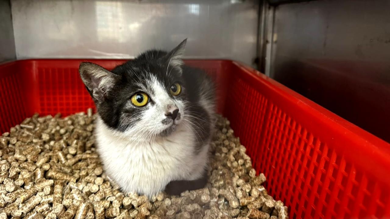 新竹某國中球員拿沖天炮炸貓掀撻伐 3貓被帶回安置!校方被迫出面道歉