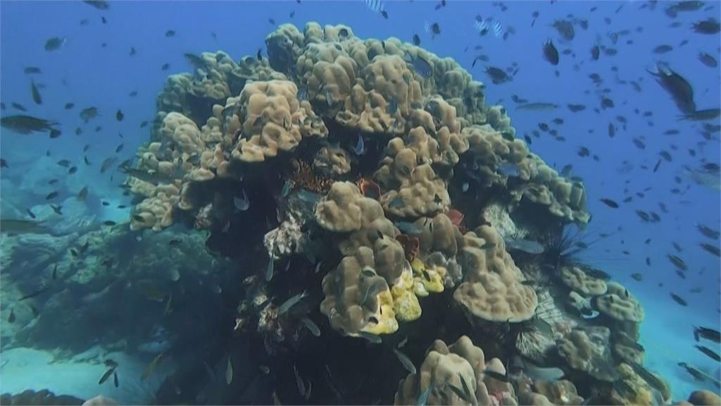 海洋汙染、全球暖化衝擊　泰國珊瑚礁染黃帶病大面積死亡