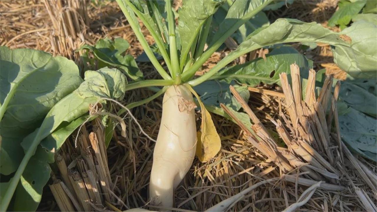 白蘿蔔精華「1部位」別再順手切掉！專家揭驚人價值：維生素A高出2300倍