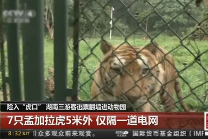 為逃票翻牆闖猛獸區 三兄妹險入虎口