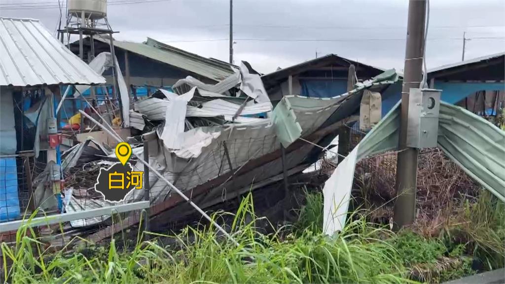 3萬雞隻幾乎全軍覆沒　台南白河養雞場百萬心血全毀　業者無奈
