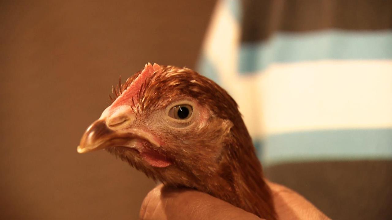 異言堂(影)／蛋商不說的秘密　選對雞蛋　省下醫藥費