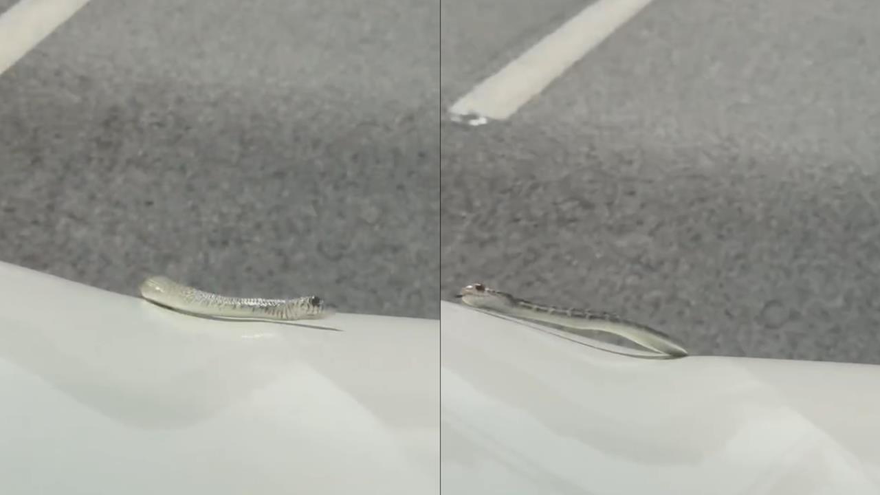 開高速前檔驚見「活體雨刷」?小蛇「風中狂甩」網笑喊:感受他的絕望