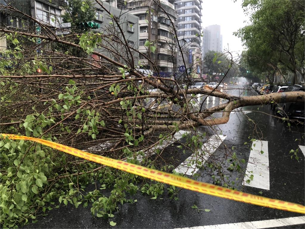 快新聞／午後雷雨炸！北市松山區20公尺高路樹倒塌　轎車慘遭砸損